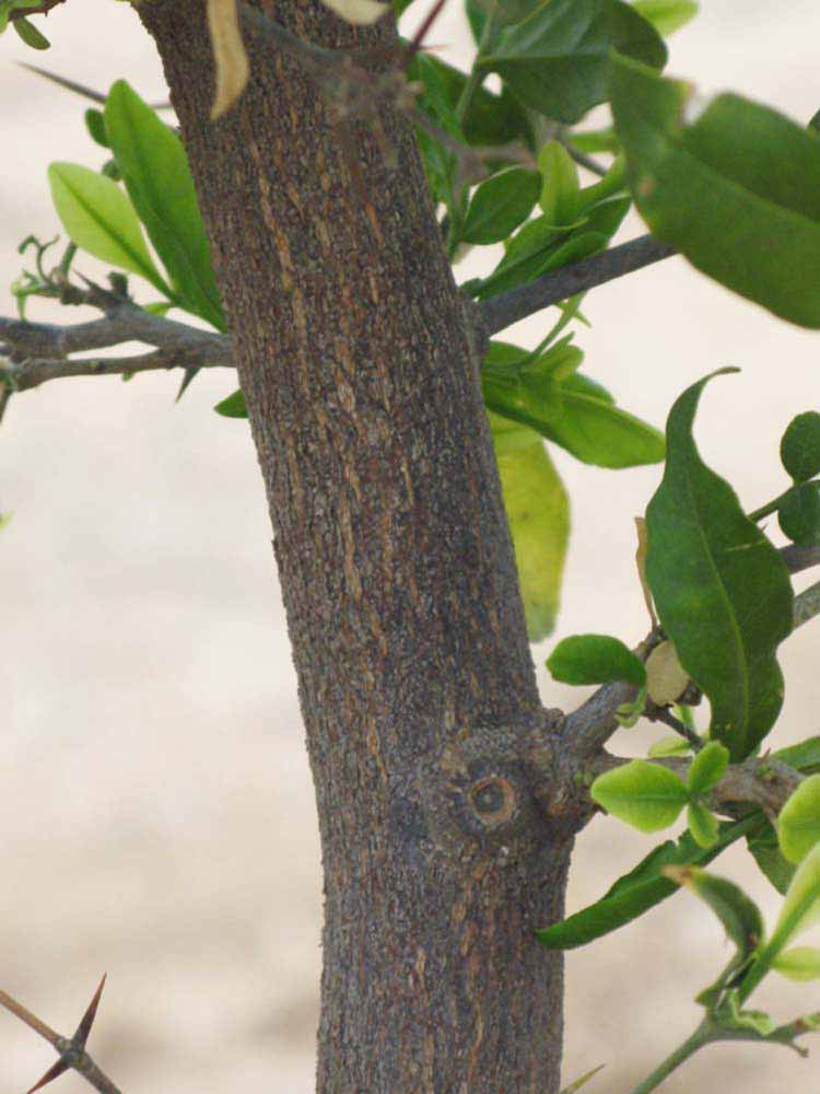            Bark (Riverside, CA)   